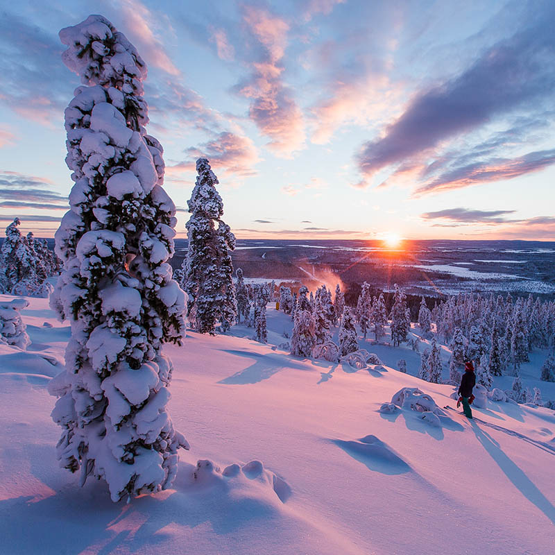 Snowy trees in Rovaniemi.