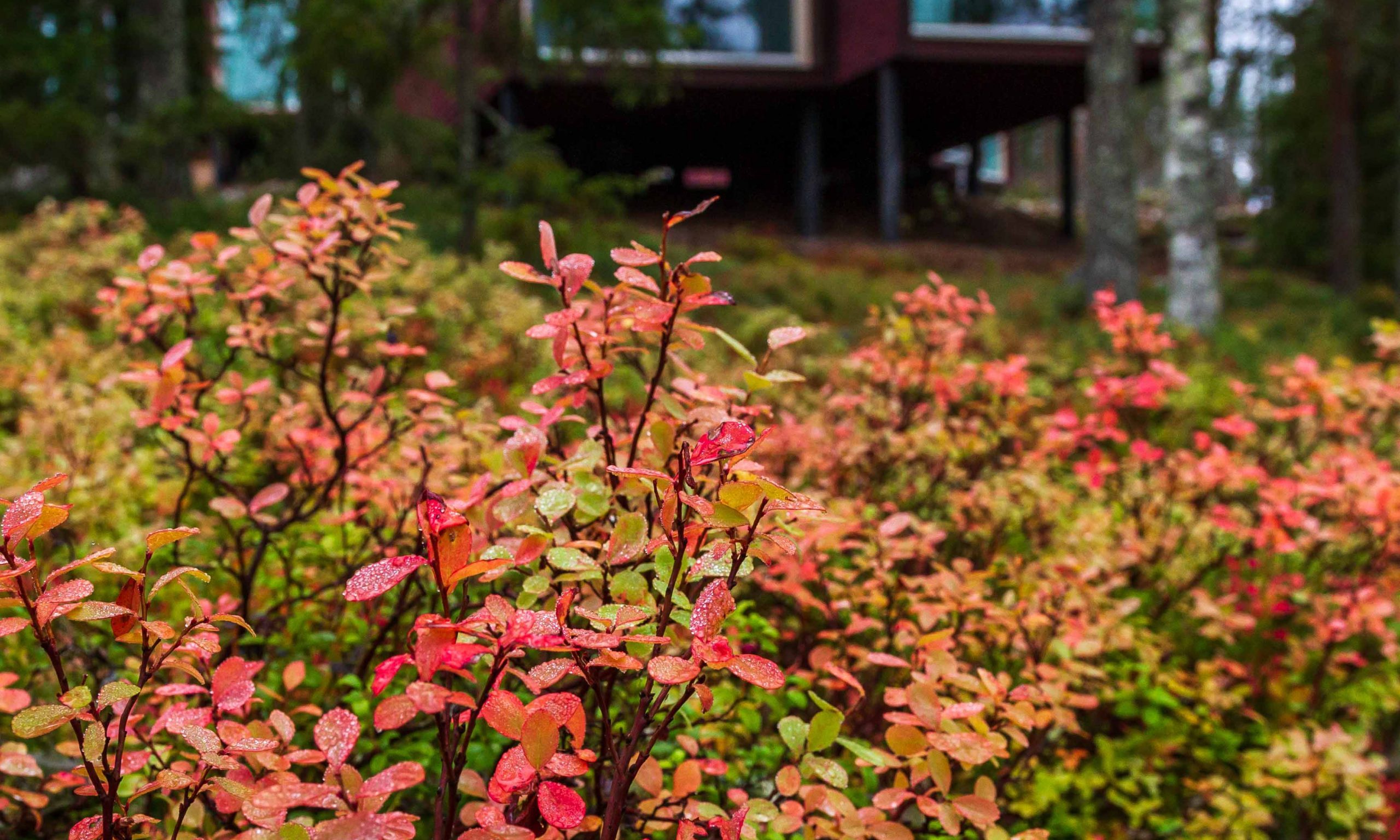 Beautiful autumn colors in Arctic TreeHouse Hotel