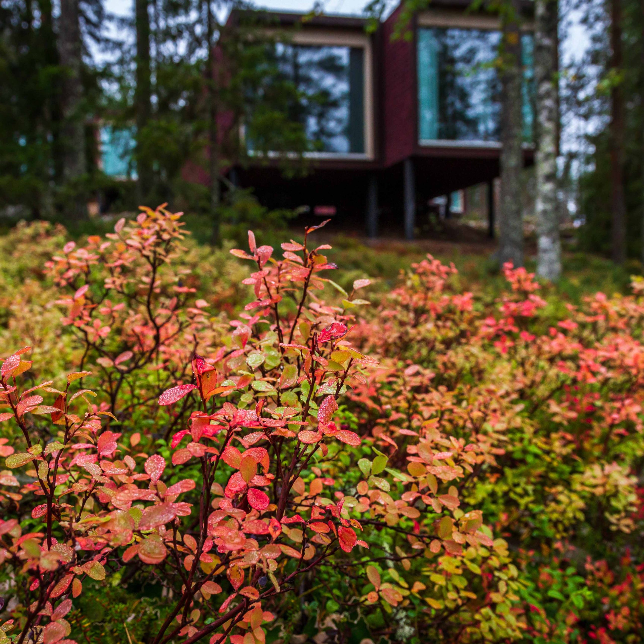 Beautiful autumn colors in Arctic TreeHouse Hotel