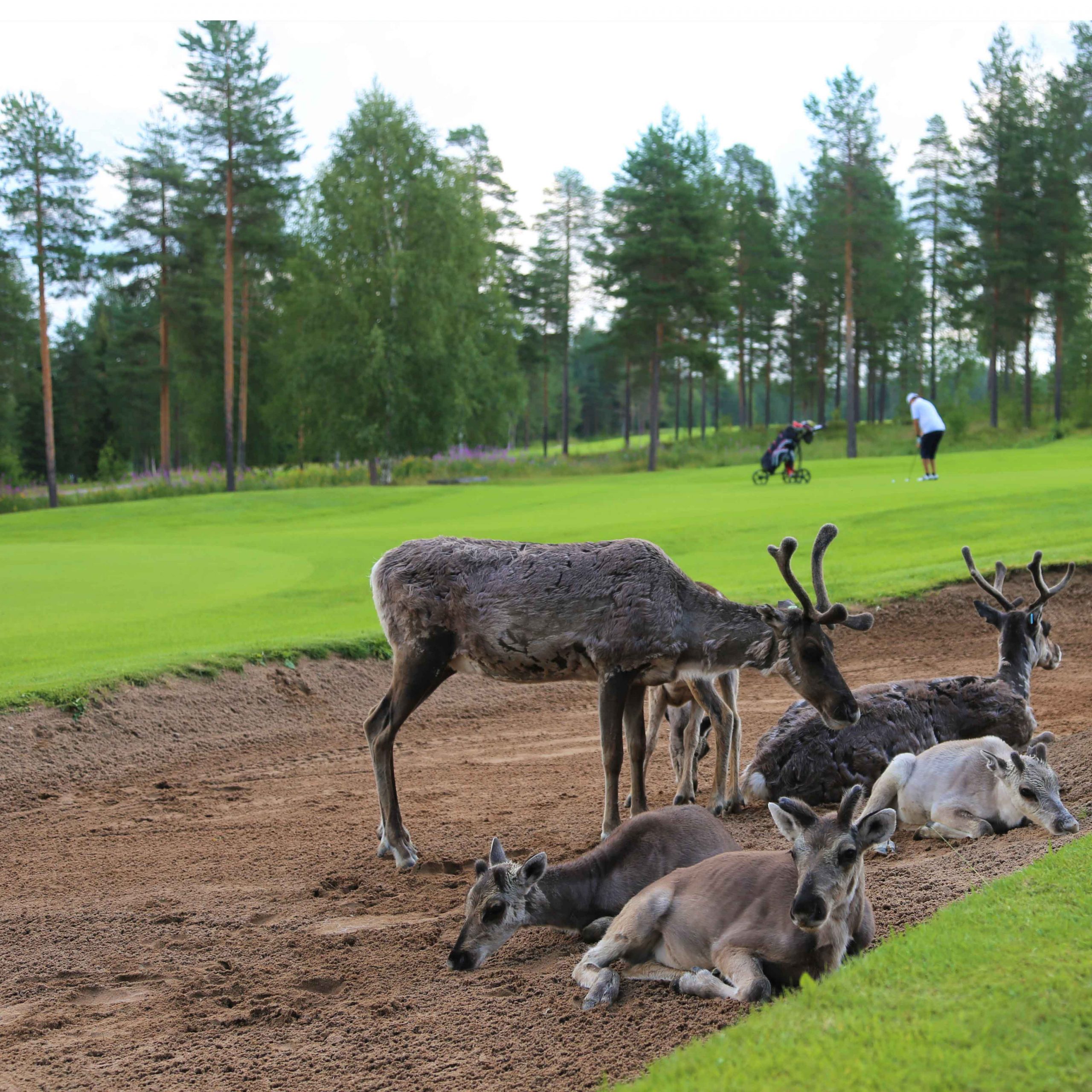 Reindeer wandering on golf course in Rovaniemi Lapland