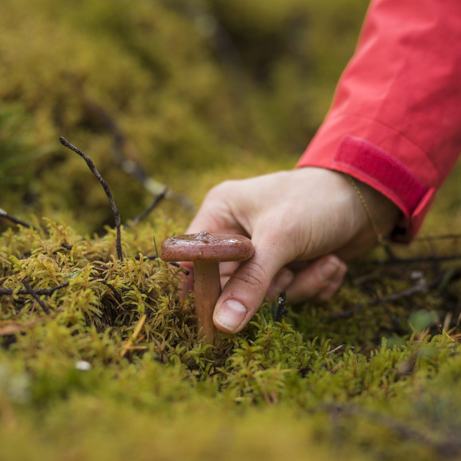Woman picking mushrooms from the forest in Rovaniemi Finland.