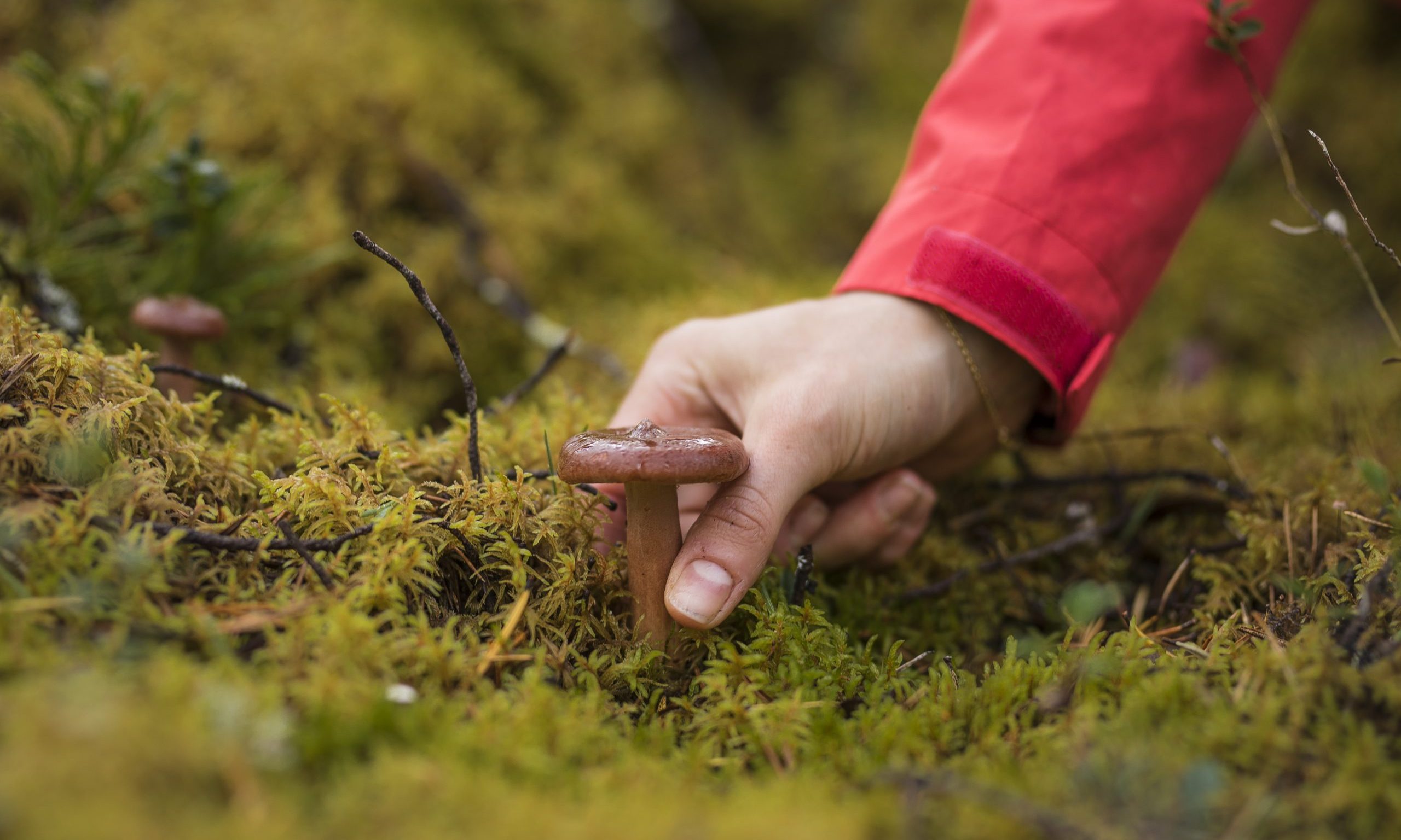 Woman picking mushrooms from the forest in Rovaniemi Finland.