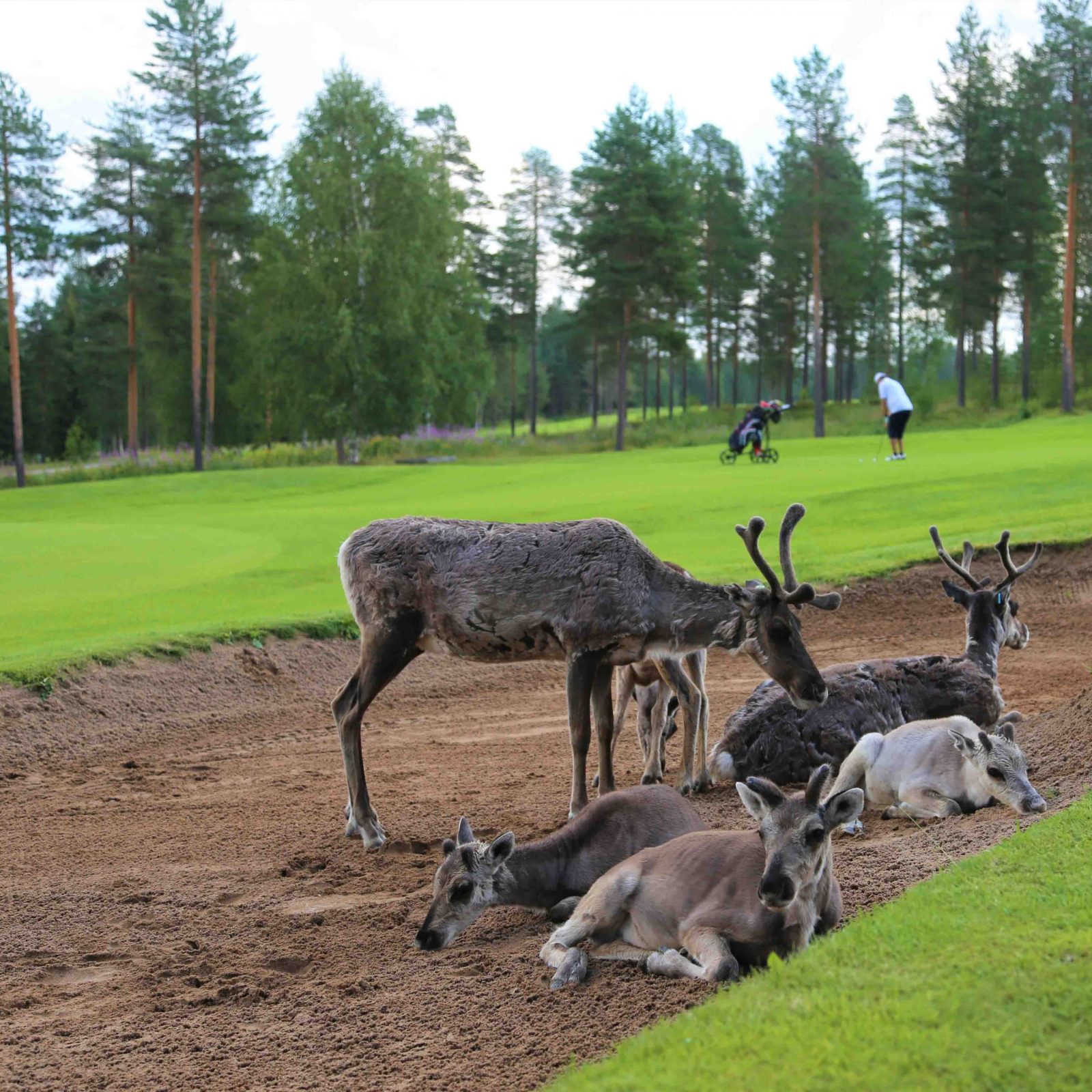 Poroja Rovaniemen golf-kentällä. | Santa Claus Golf