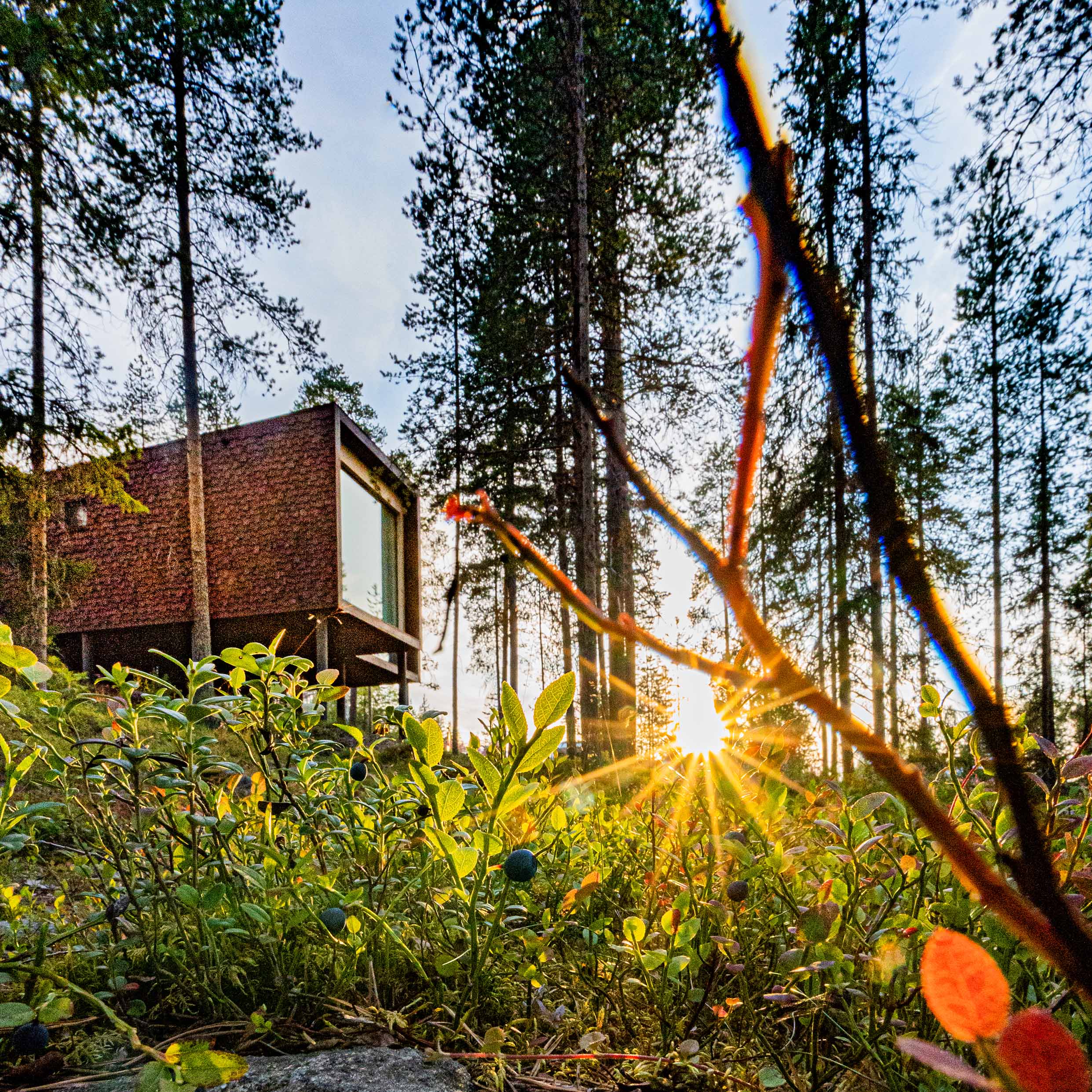Arctic TreeHouse Hotel suite with midnight sun