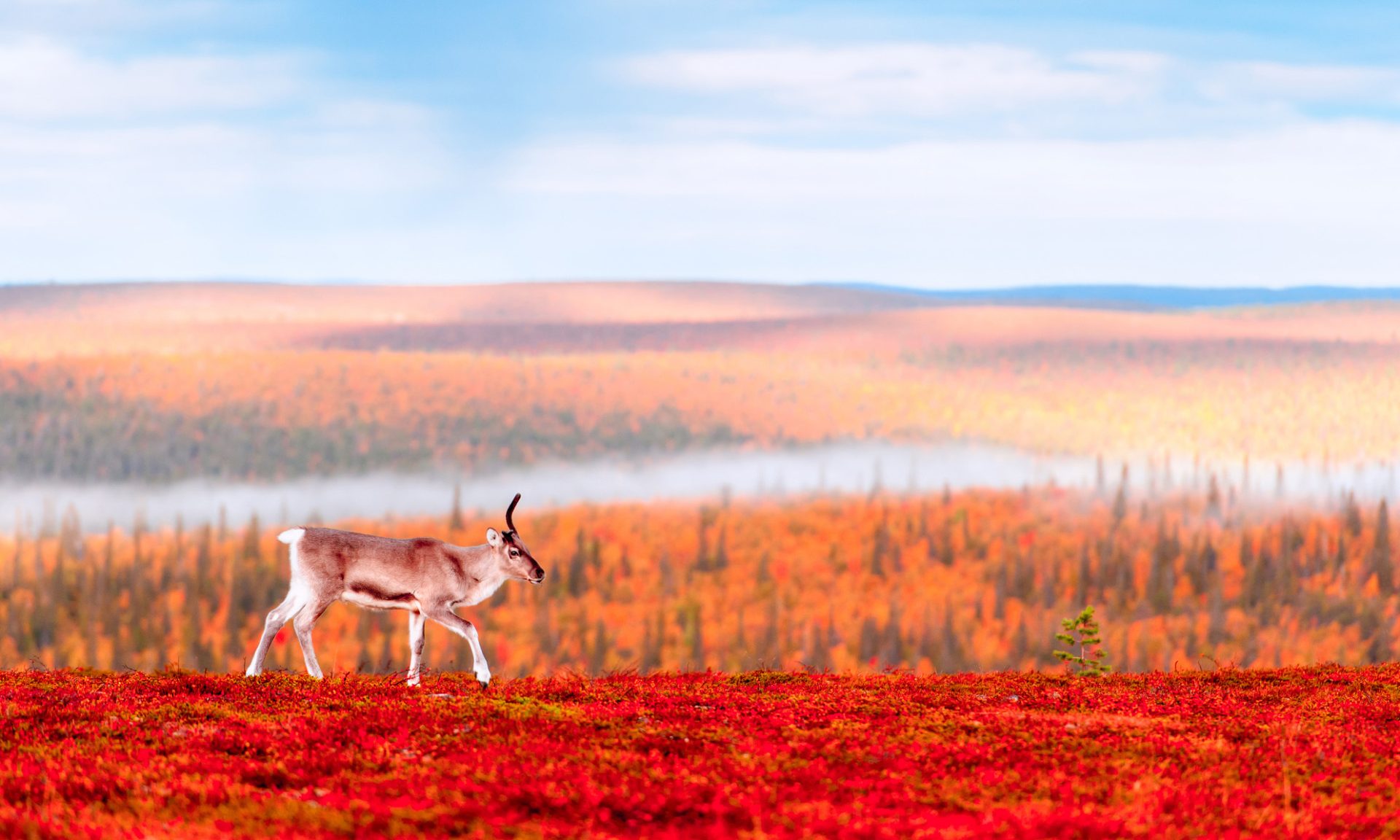 Reindeer walking in Lapland wilderness