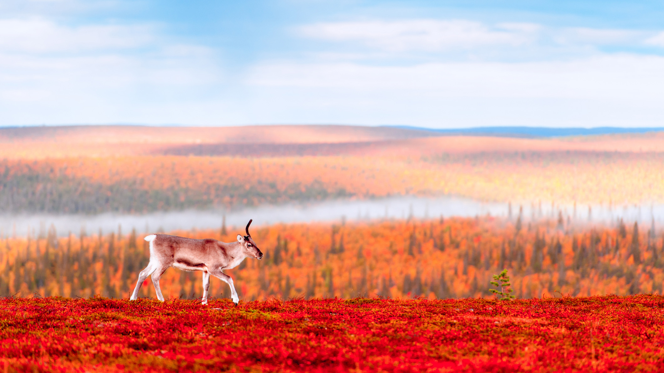 Reindeer walking in Lapland wilderness