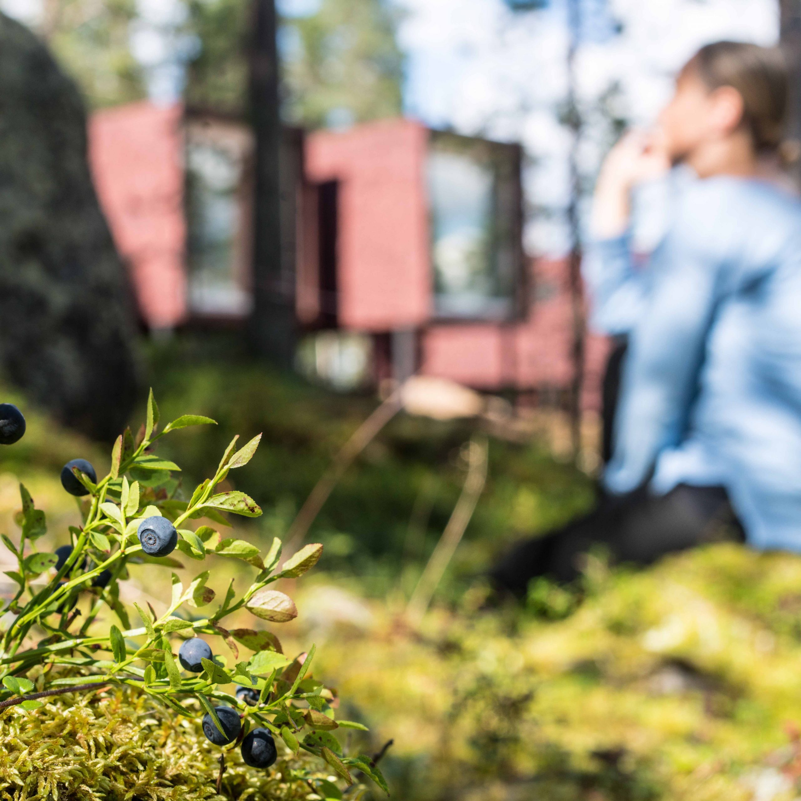 Blueberry picking at Arctic TreeHouse Hotel