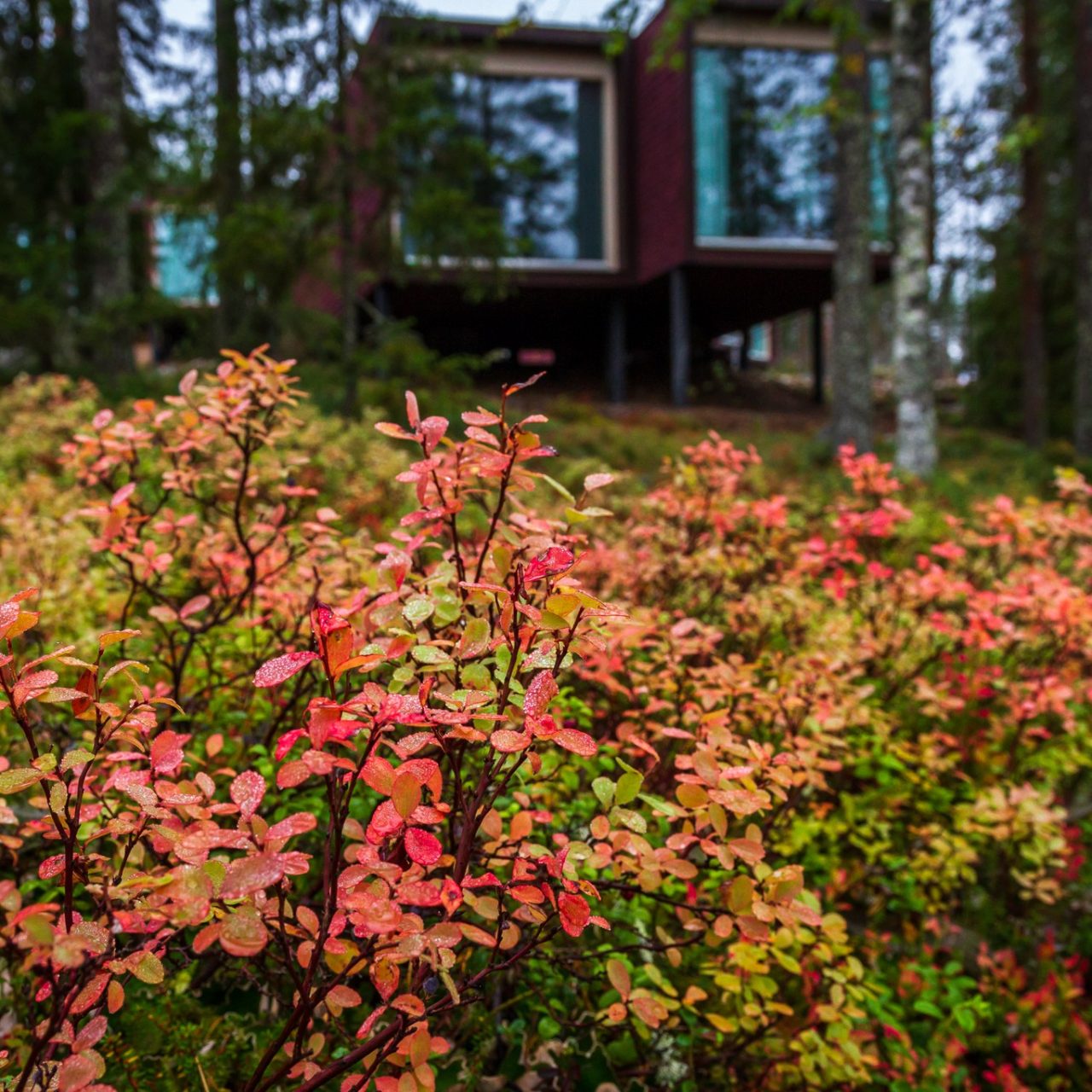 Autumn foliage covering the nature in Arctic TreeHouse Hotel.