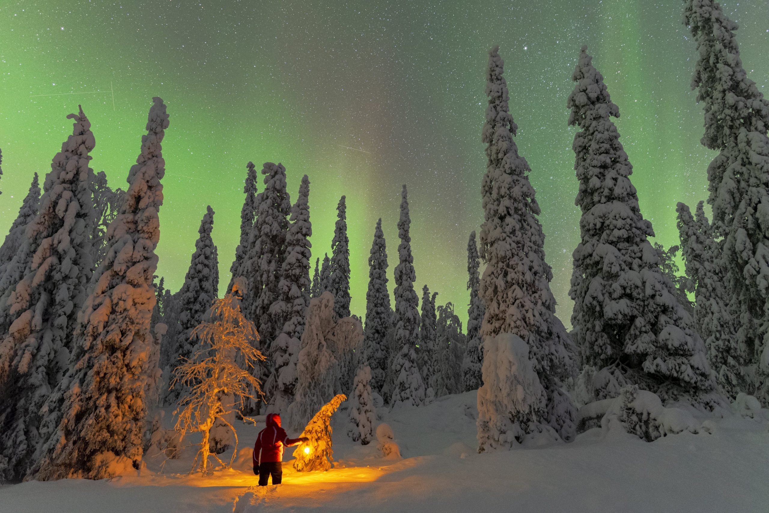Person gazing Northern Lights in snowy forest in Finnish wilderness in Rovaniemi.
