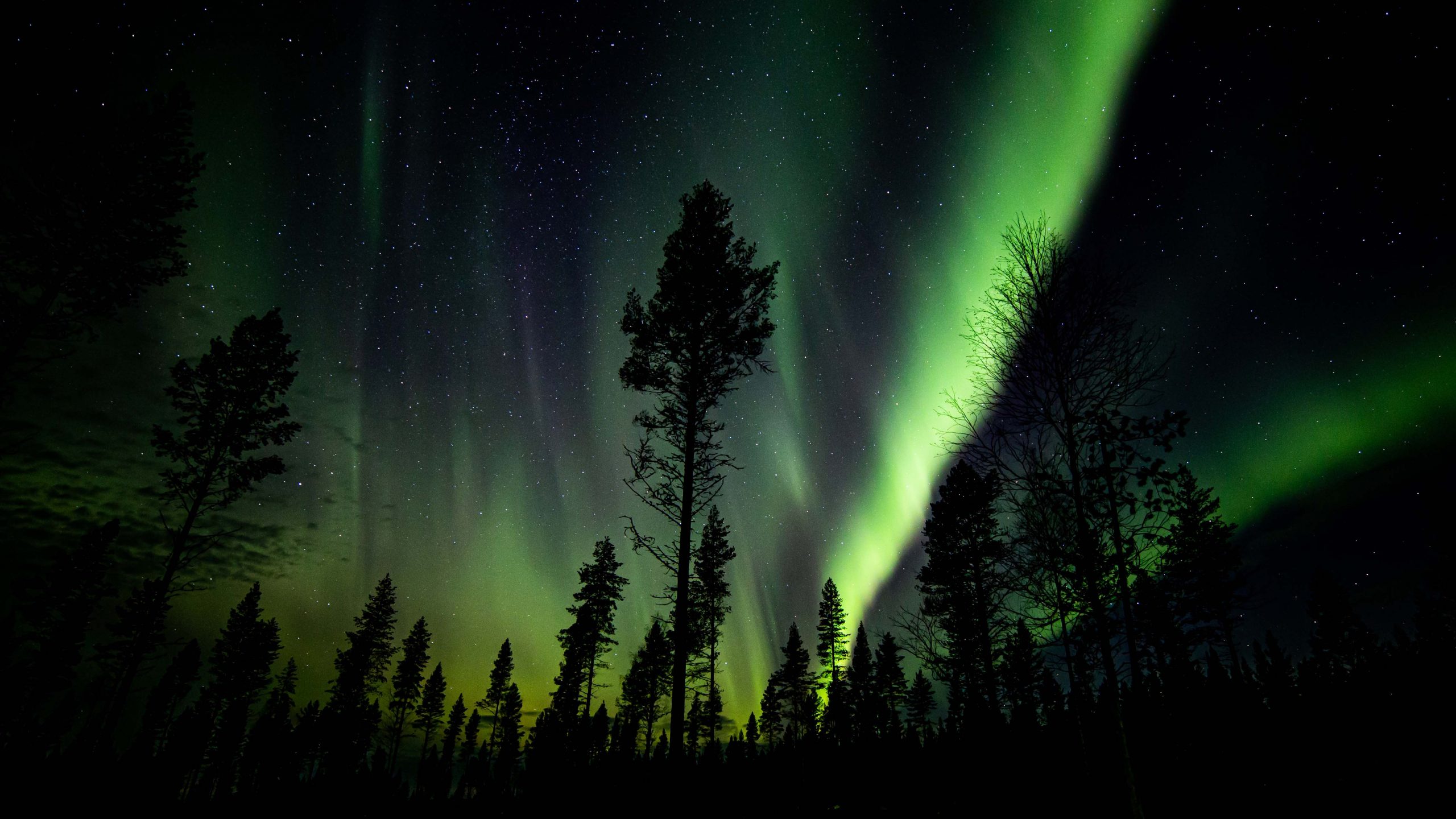Hunting for the northern lights activity | Arctic TreeHouse Hotel