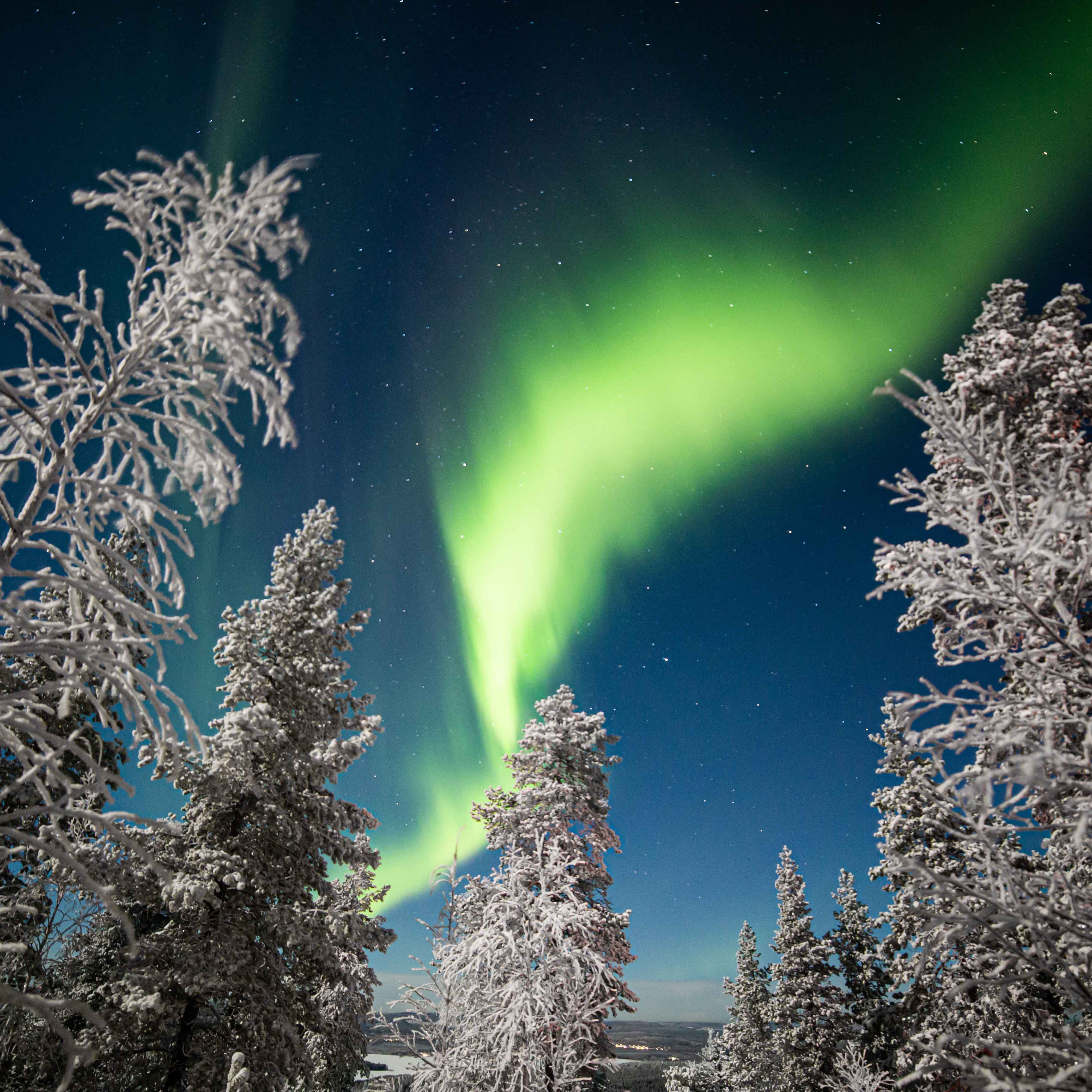 Northern Lights dancing through the northern sky in quiet snowy forest.