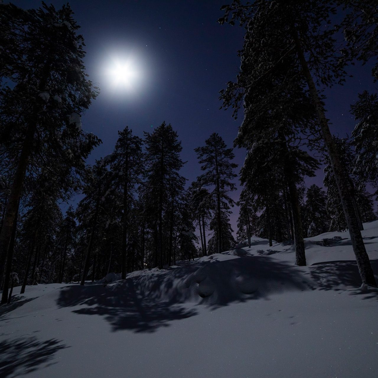 Arctic forest with snow in the moonlight.