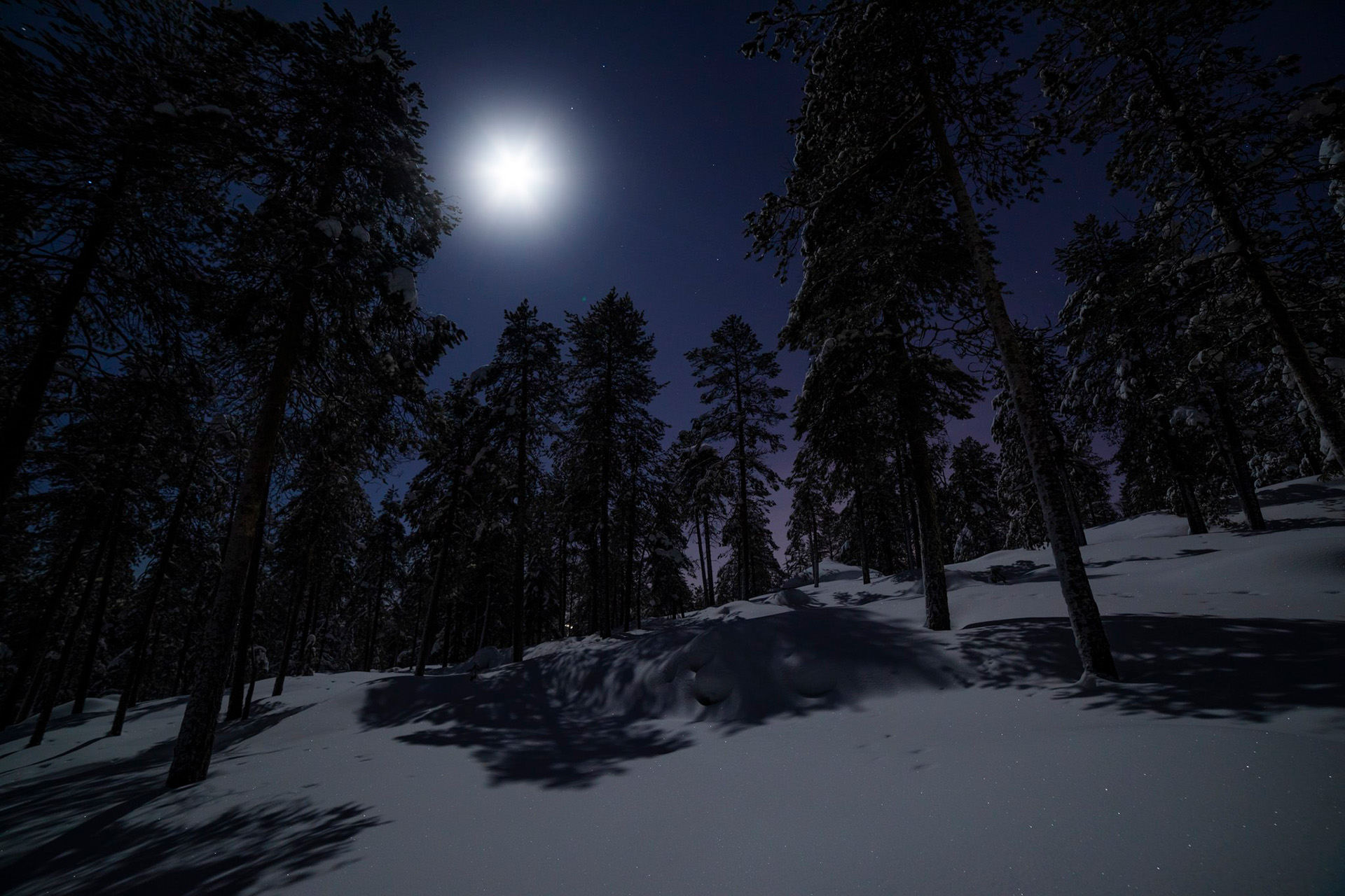 Arctic forest with snow in the moonlight.