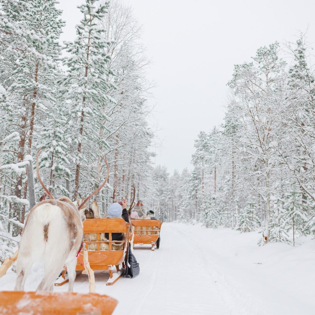 Reindeer's pulling a sledge in the snowy forest by Arctic TreeHouse Experiences activity.