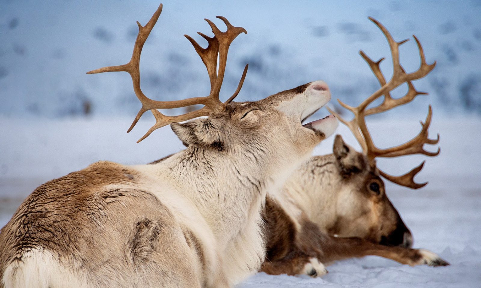 Reindeers on the snow in Arctic TreeHouse Hotel experience activities.