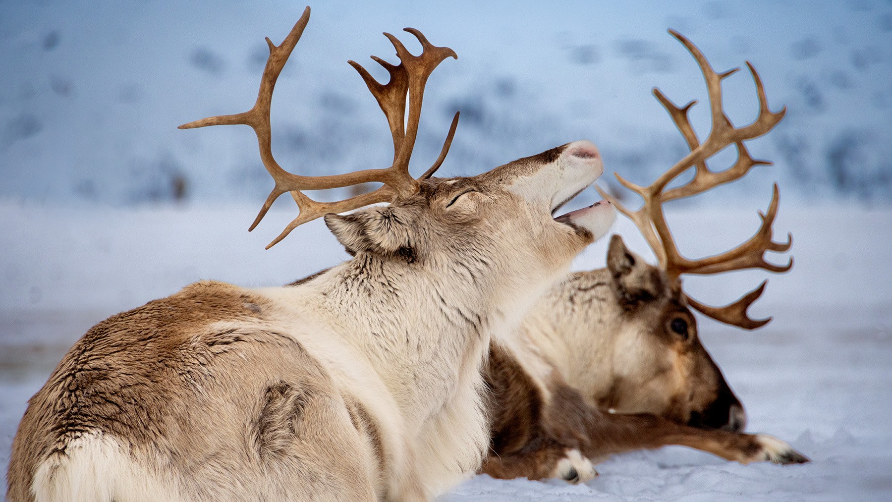 Reindeers on the snow in Arctic TreeHouse Hotel experience activities.