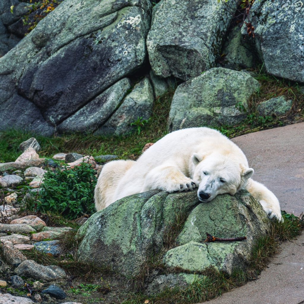 Polarbear enjoying the summer day at Ranua zoo. | Arctic TreeHouse Hotel