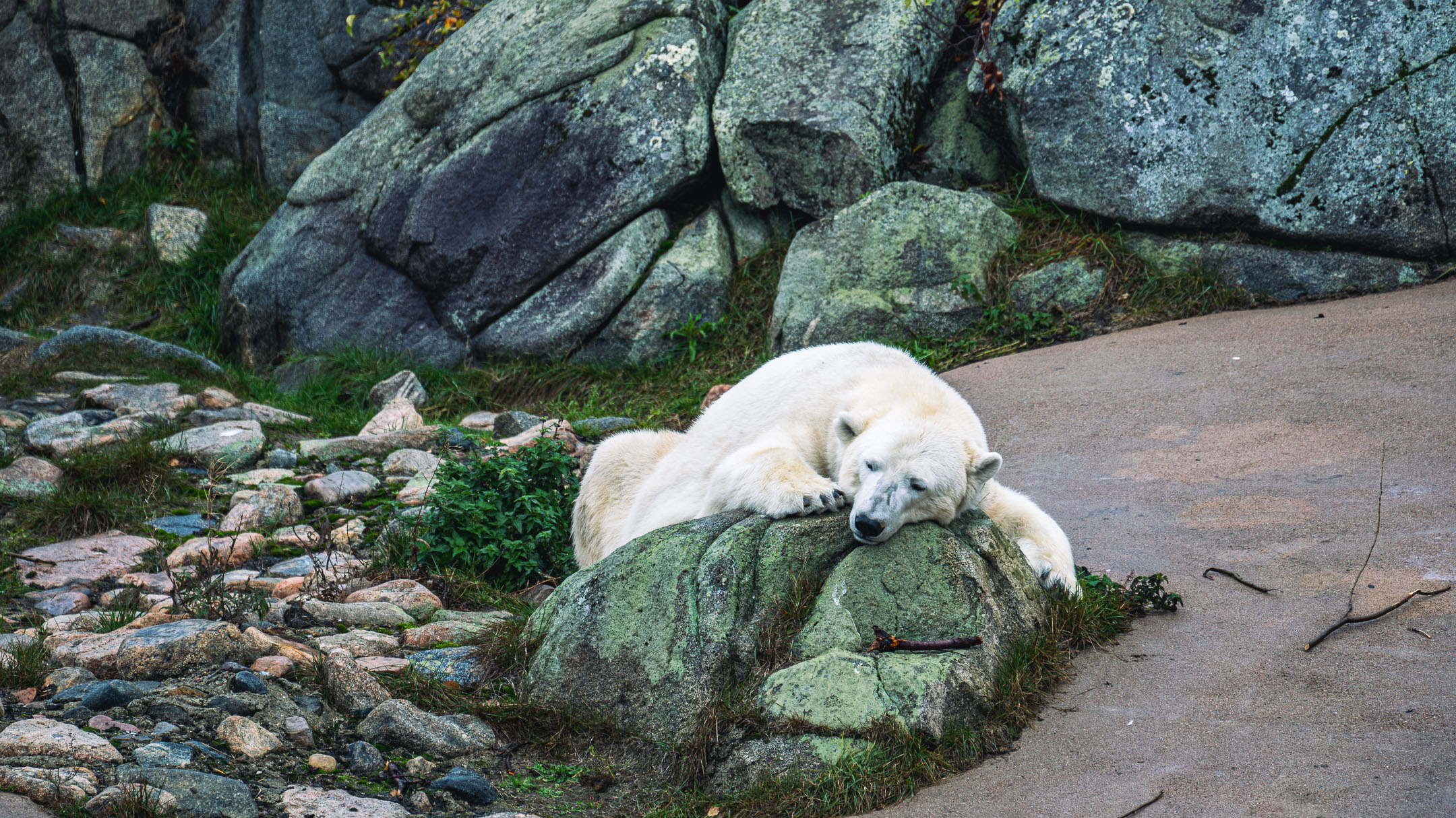 Polarbear enjoying the summer day at Ranua zoo. | Arctic TreeHouse Hotel