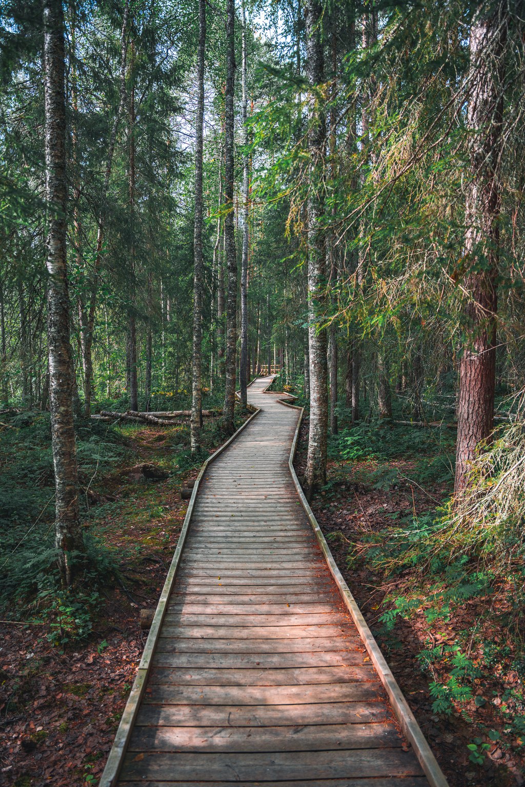 Autumn forest in Rovaniemi Lapland.