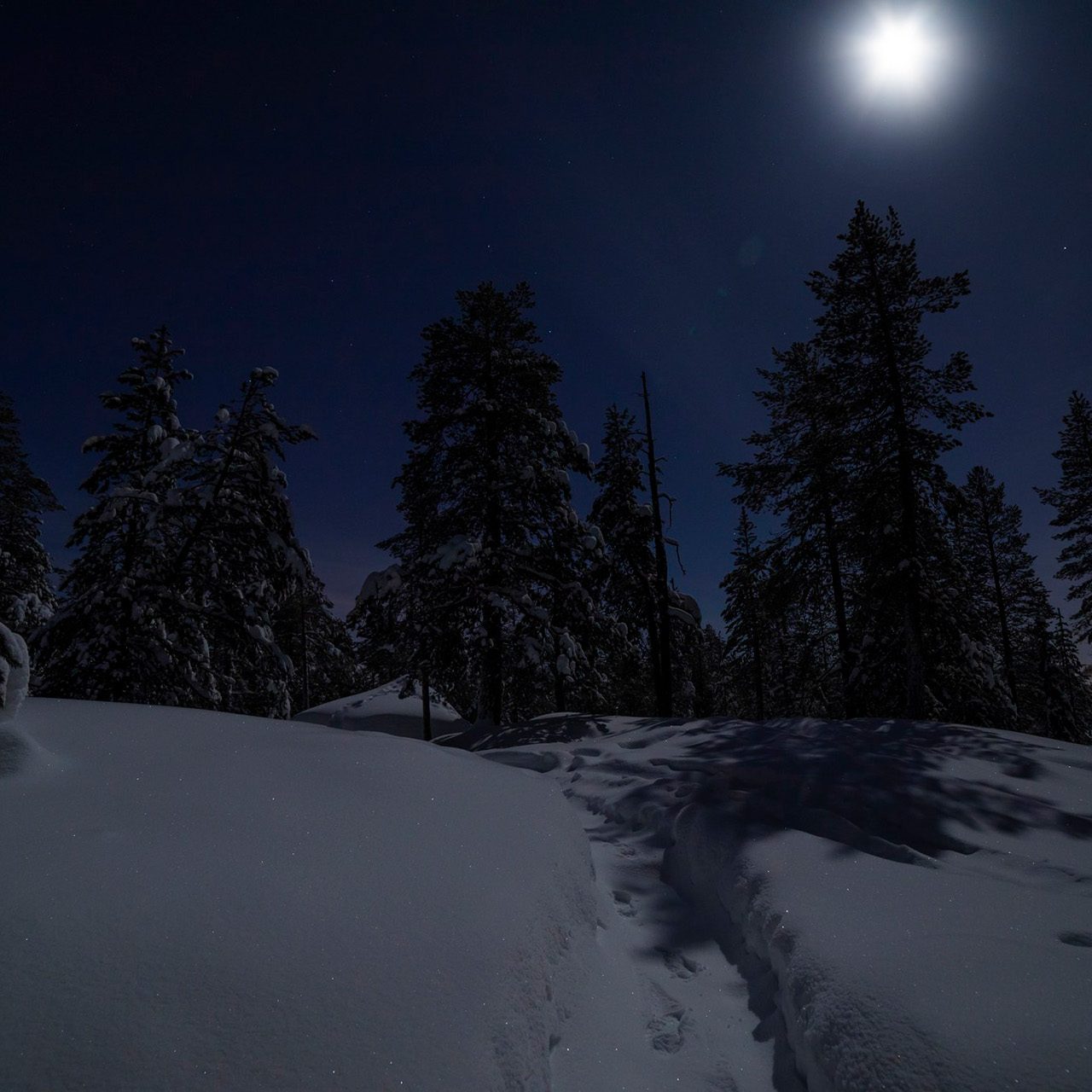 Aurora Reindeer Tour in a moonlight Rovaniemi Finland.