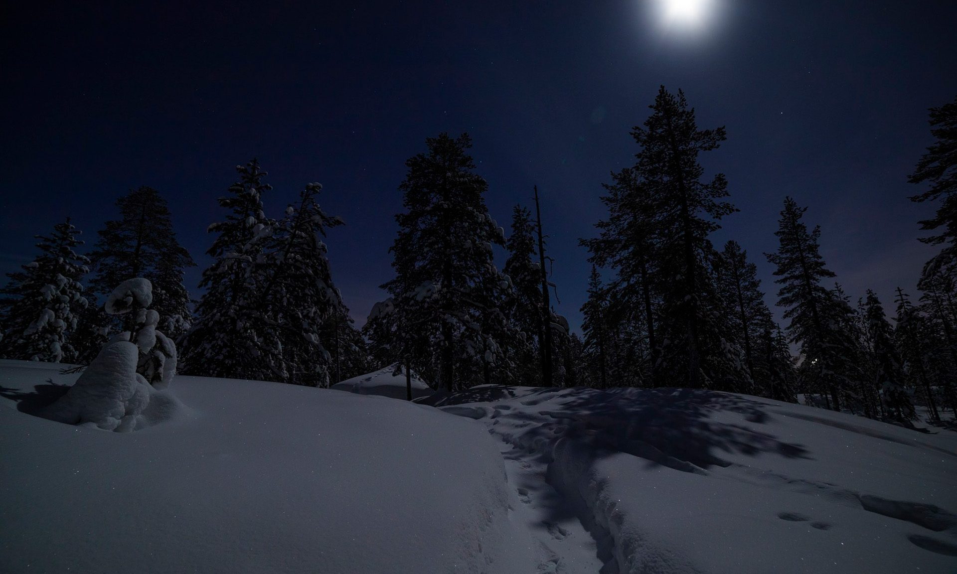 Aurora Reindeer Tour in a moonlight Rovaniemi Finland.