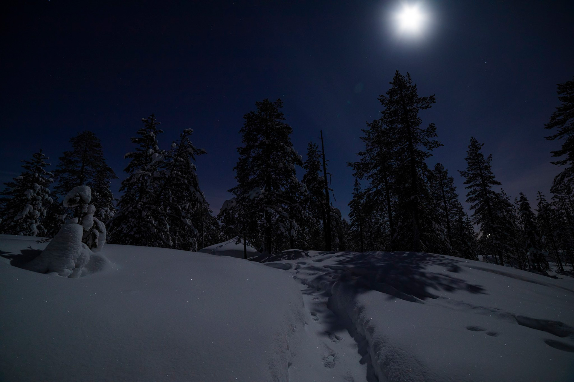 Aurora Reindeer Tour in a moonlight Rovaniemi Finland.