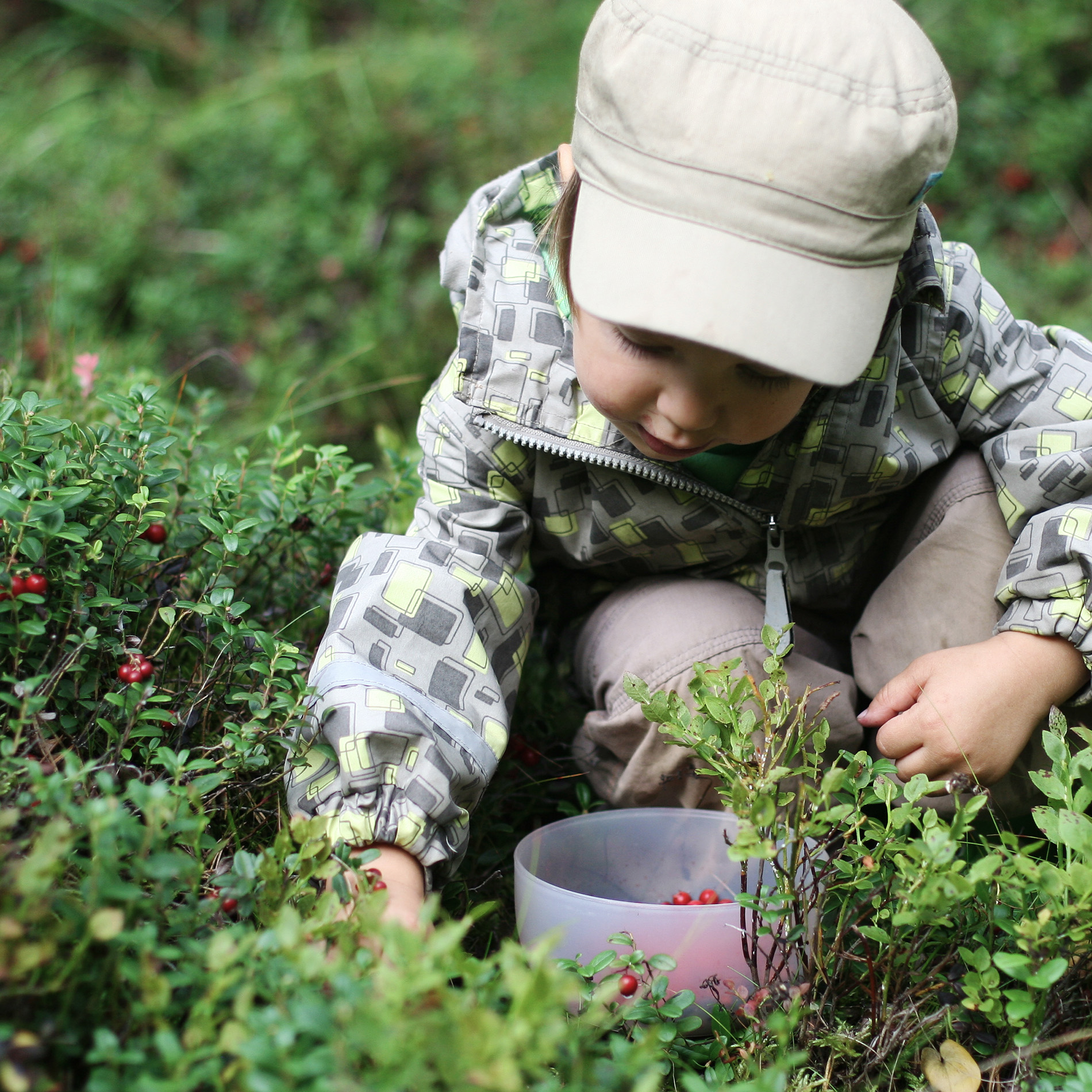 Child picking up wild berries. | Lapland Arctic TreeHouse Hotel