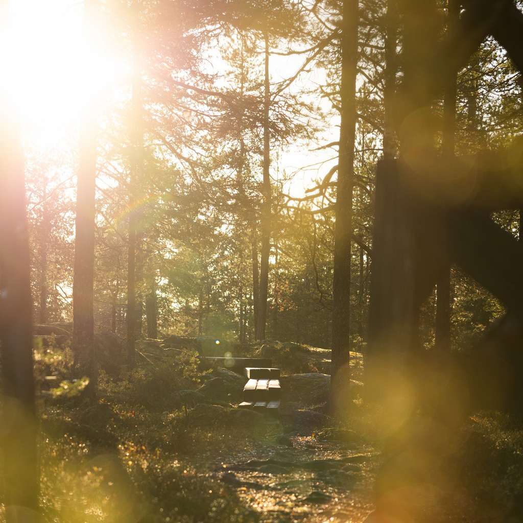 Autumn nature at the Arctic TreeHouse Hotel, Rovaniemi, Finland.