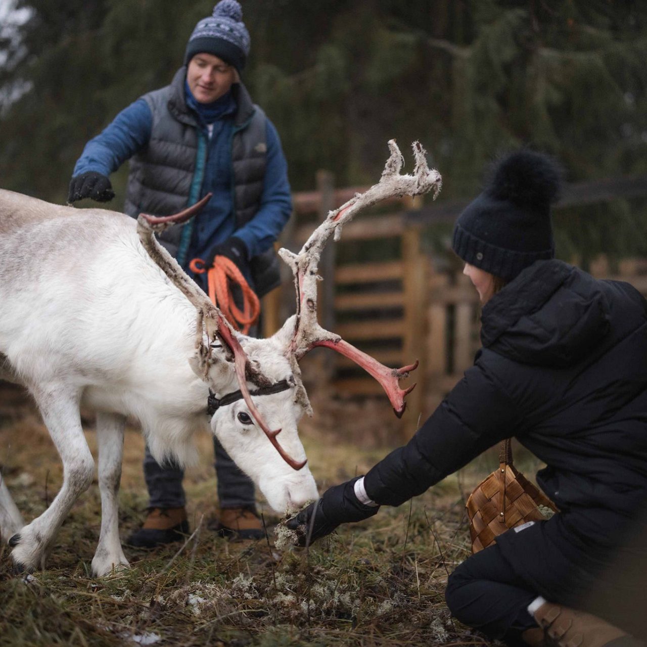 Couple feeding and petting reindeer in the reindeer farm at the Arctic TreeHouse Hotel.