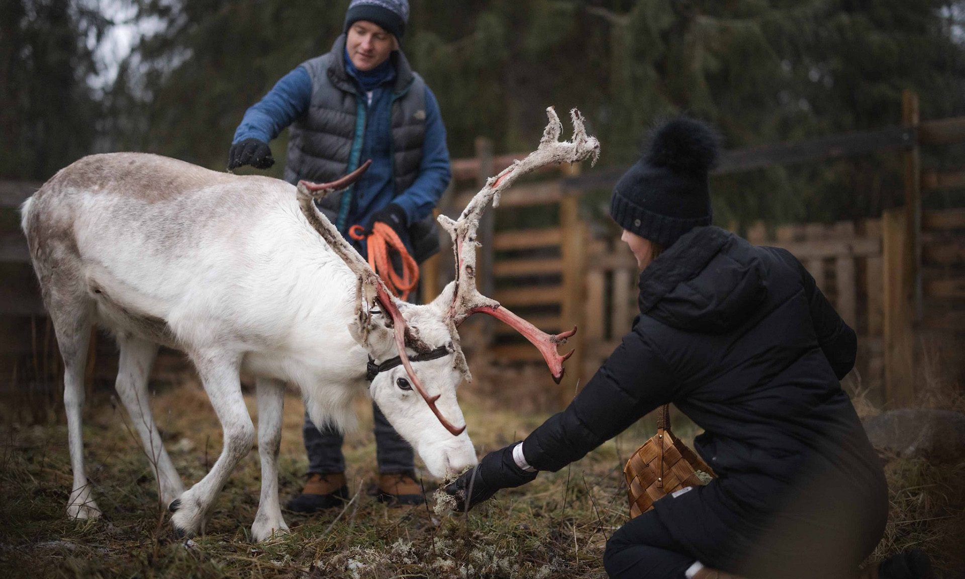 Couple feeding and petting reindeer in the reindeer farm at the Arctic TreeHouse Hotel.