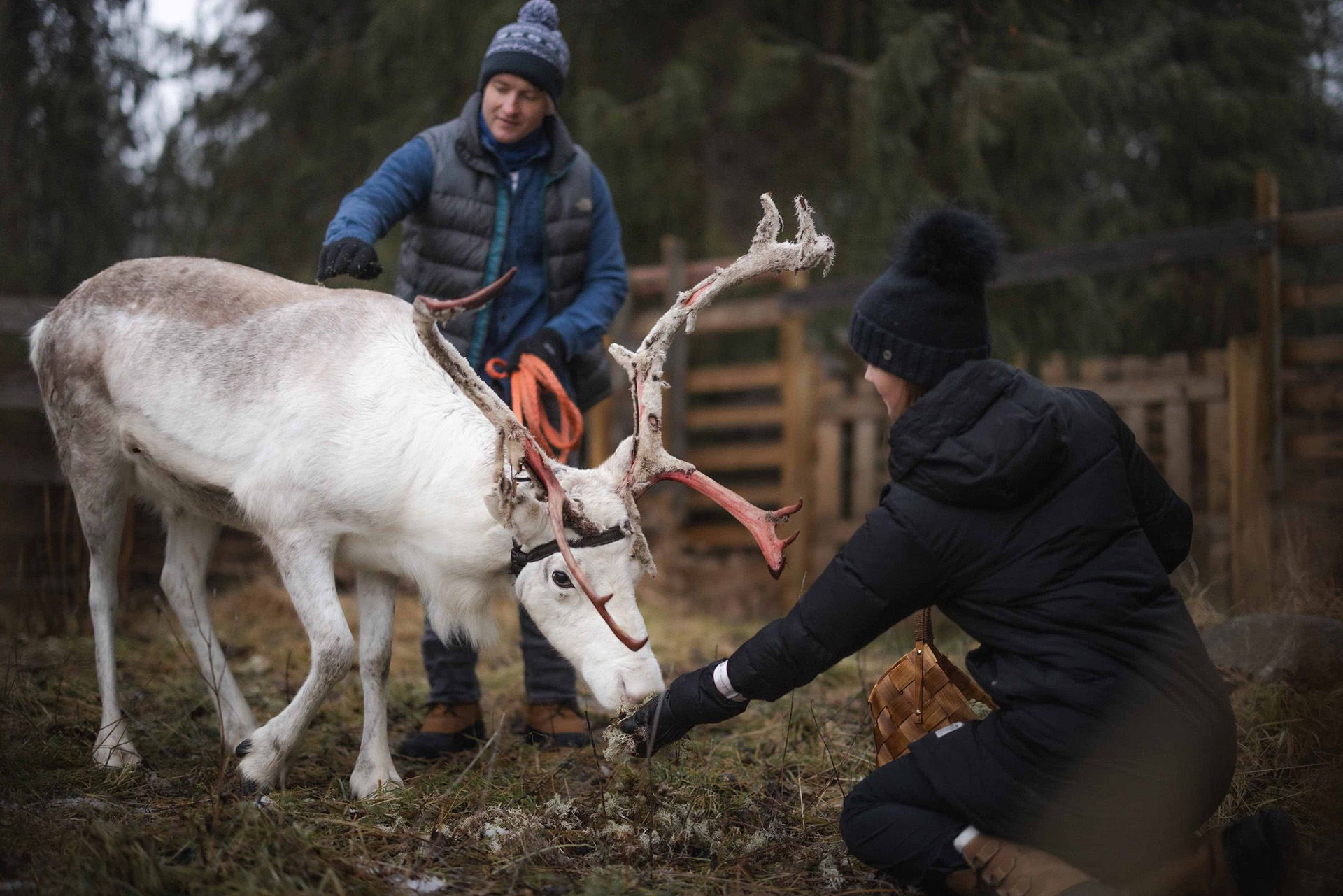 Couple feeding and petting reindeer in the reindeer farm at the Arctic TreeHouse Hotel.