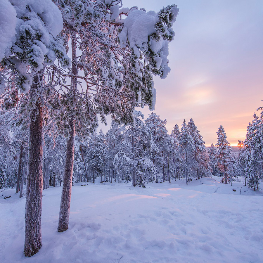 Sunset in the winter forest at the Arctic TreeHouse Hotel. | Rovaniemi