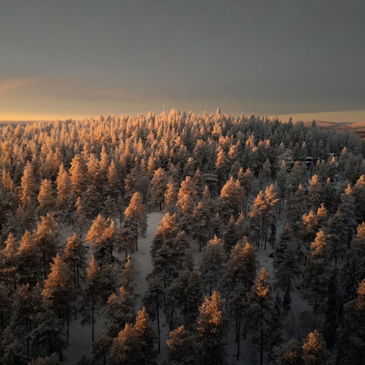 Arctic TreeHouse Hotel is surrounded by beautiful Lappish nature.