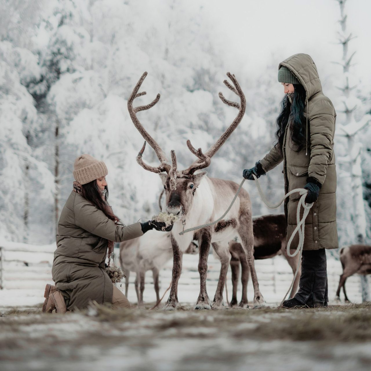 Friends feeding reindeers in Arctic TreeHouse Hotel's reindeer park.