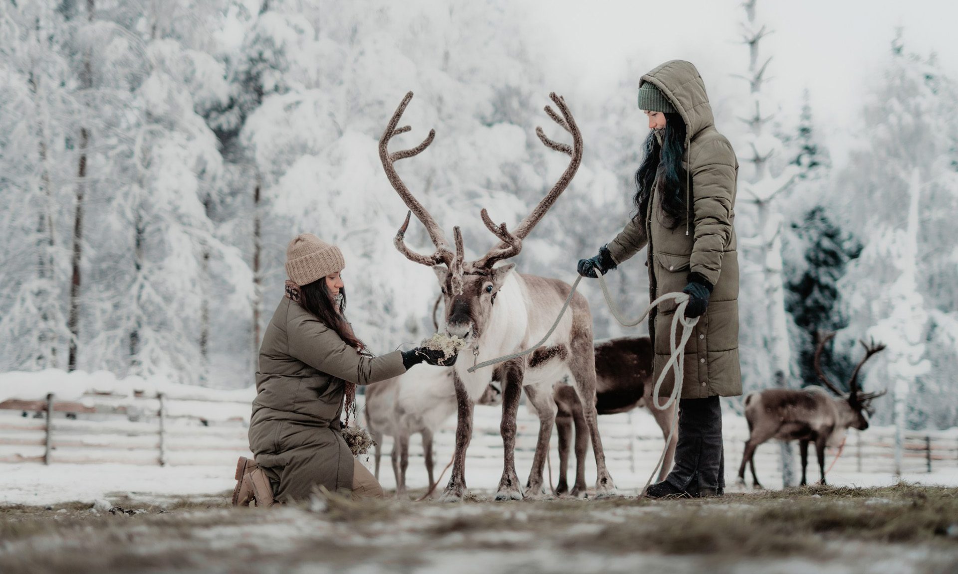 Friends feeding reindeers in Arctic TreeHouse Hotel's reindeer park.