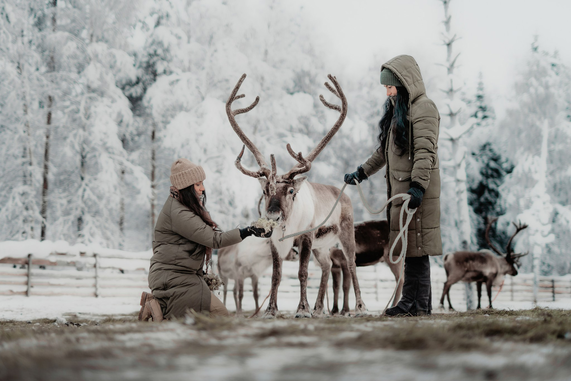 Friends feeding reindeers in Arctic TreeHouse Hotel's reindeer park.