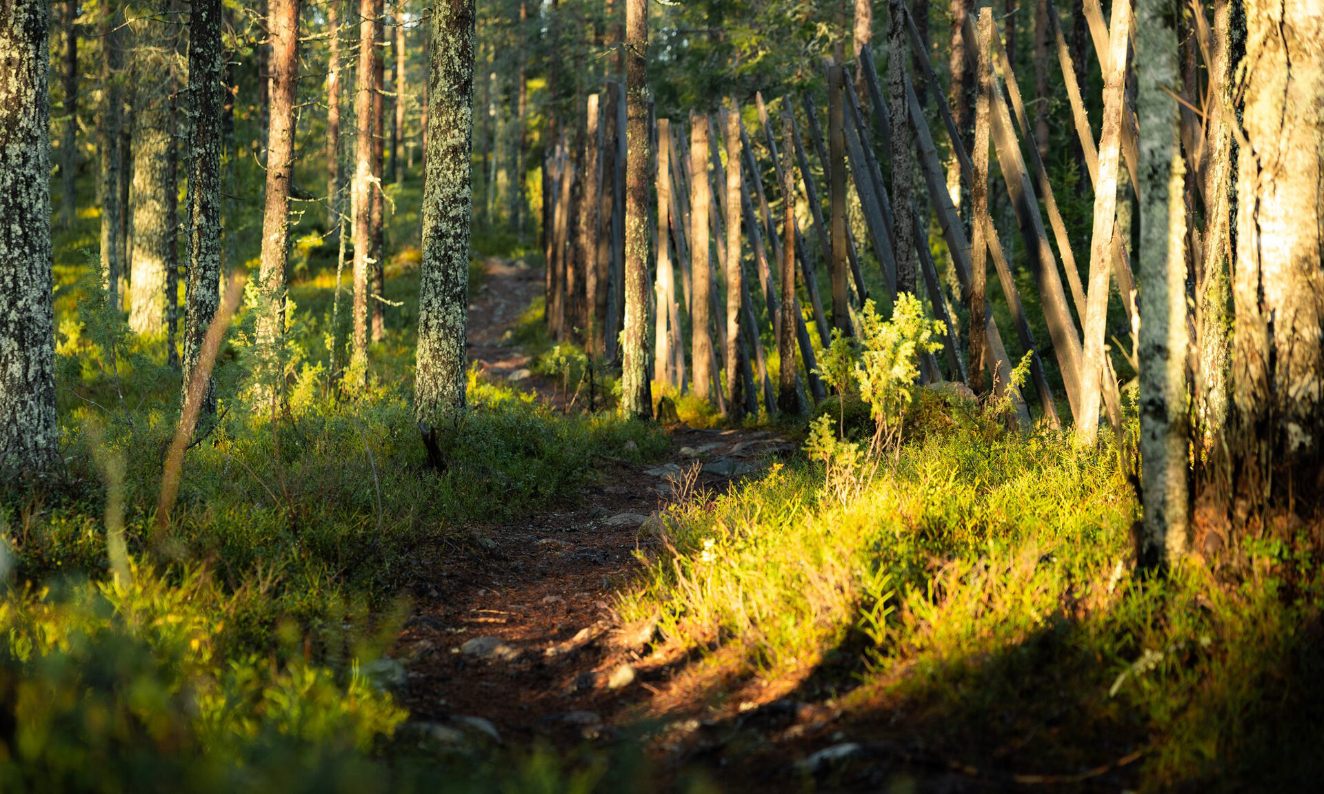 Forest in the Finnish Lapland, Rovaniemi.