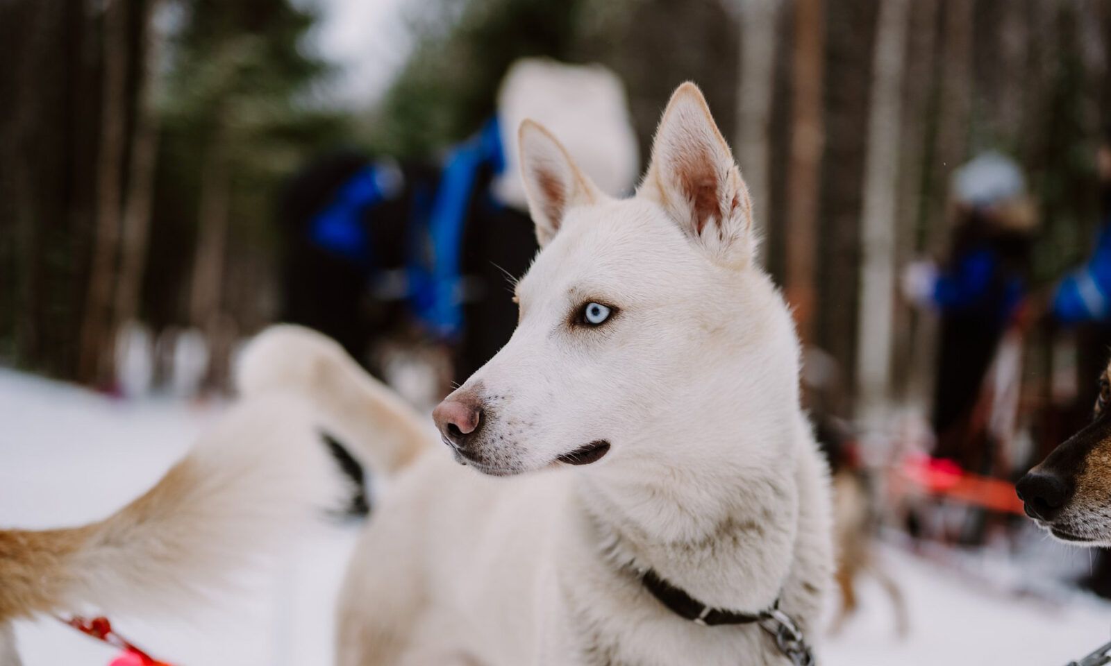 Alaskan husky in the husky Kennel.