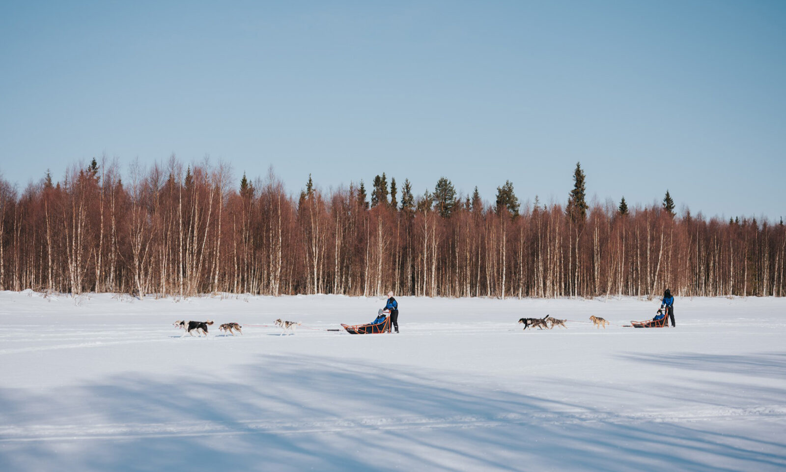 Husky sledding on a beautiful winter day.
