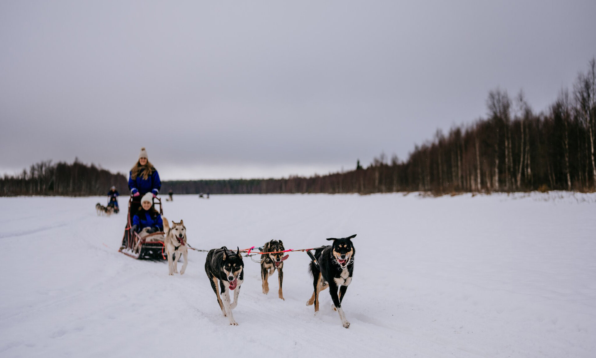 Alaskan huskies sledding on husky forest escape experience. | Arctic TreeHouse Hotel, Rovaniemi, Finland.