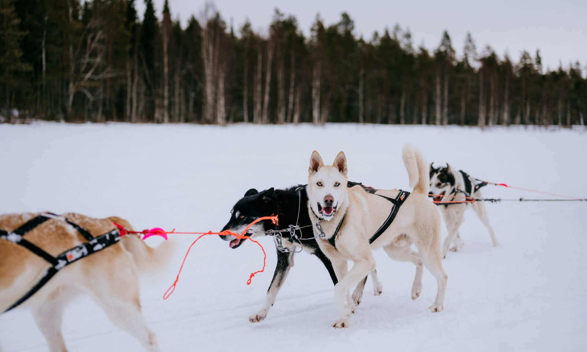 Alaskan huskies sledidng in the step into mushing life experience. | Arctic TreeHouse Hotel, Rovaniemi, Finland.