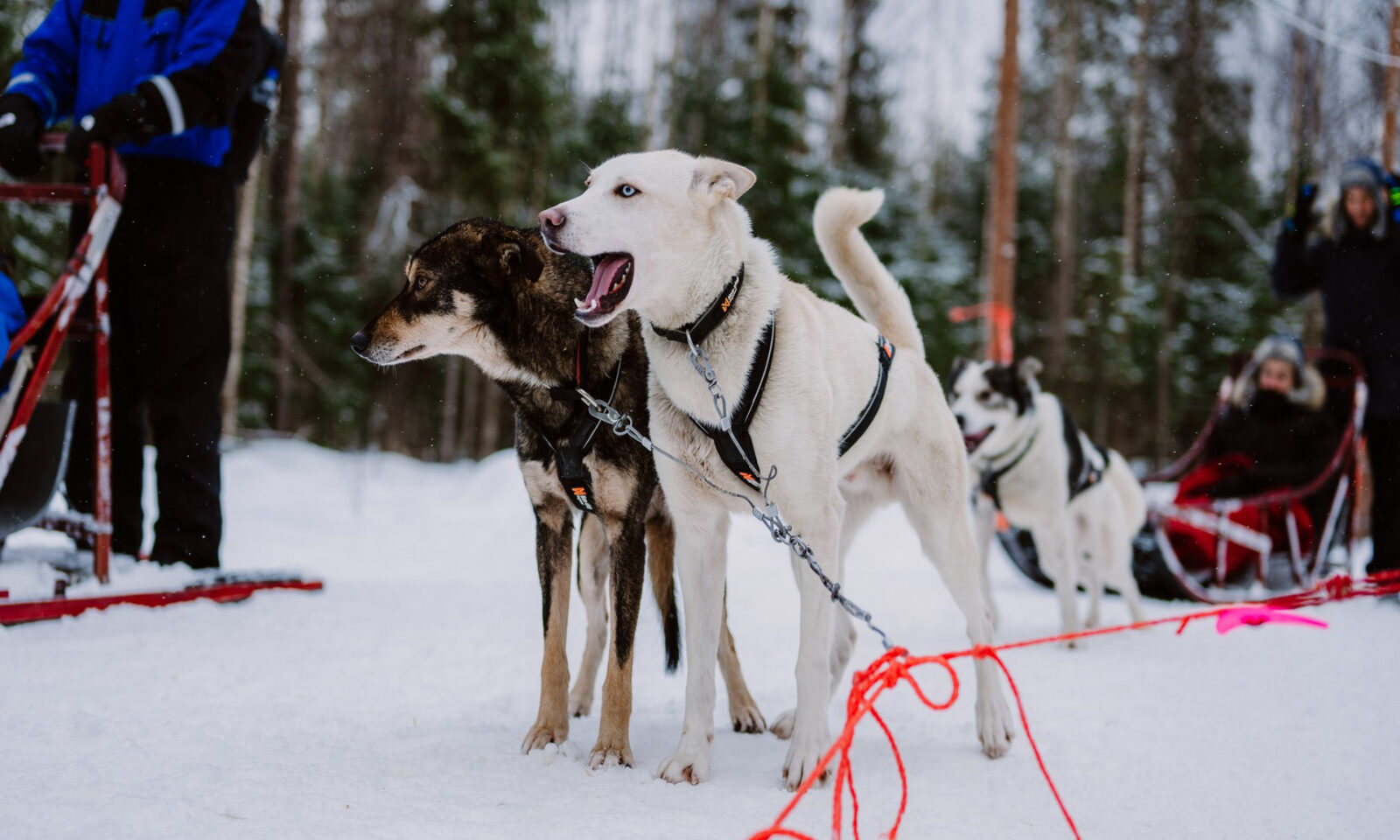 Two Alaskan huskies at the husky kennel.