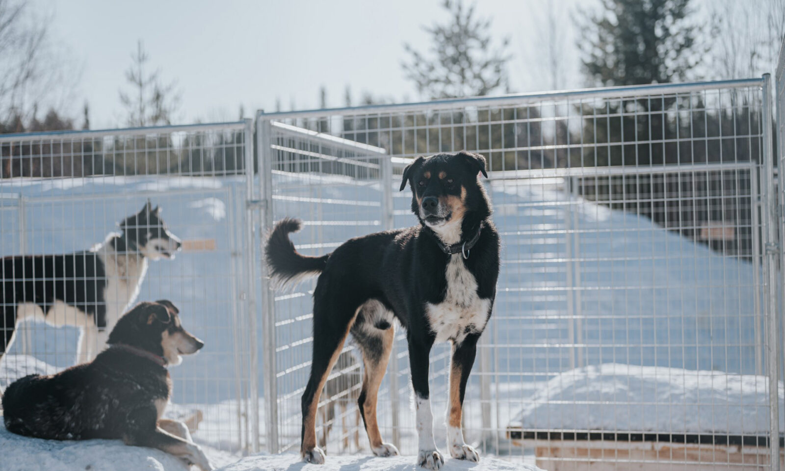 Alaskan huskies at the husky kennel. | Rovaniemi, Finland