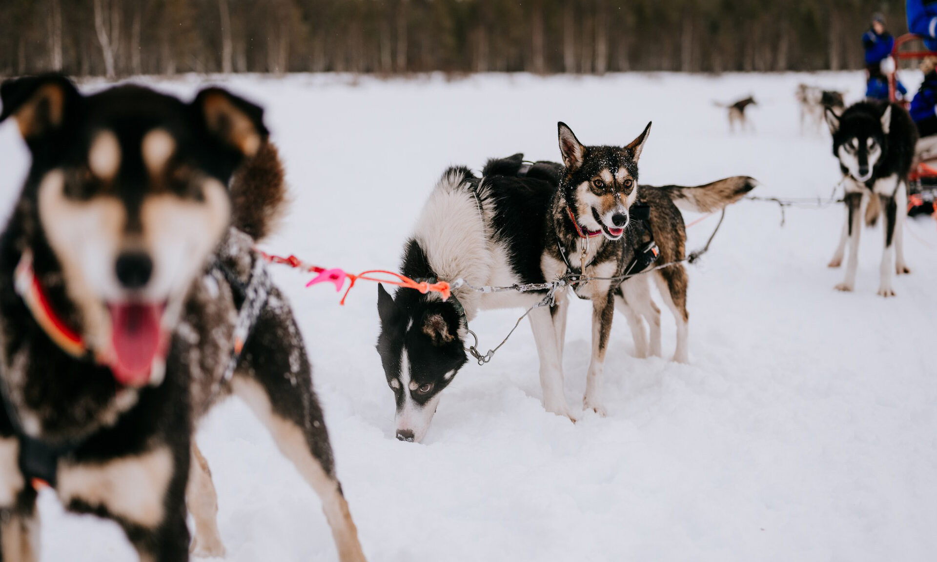 Alaskan Huskies in the snowy nature of Lapland, Rovaniemi.