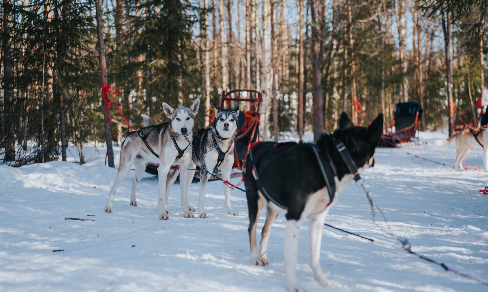 Alaskan huskies at the husky kennel. | Rovaniemi, Finland.