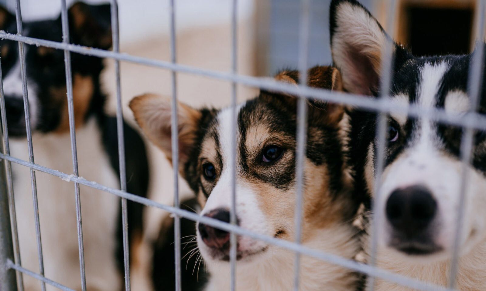 Alaskan huskies at the husky kennel. | Rovaniemi, Finland.