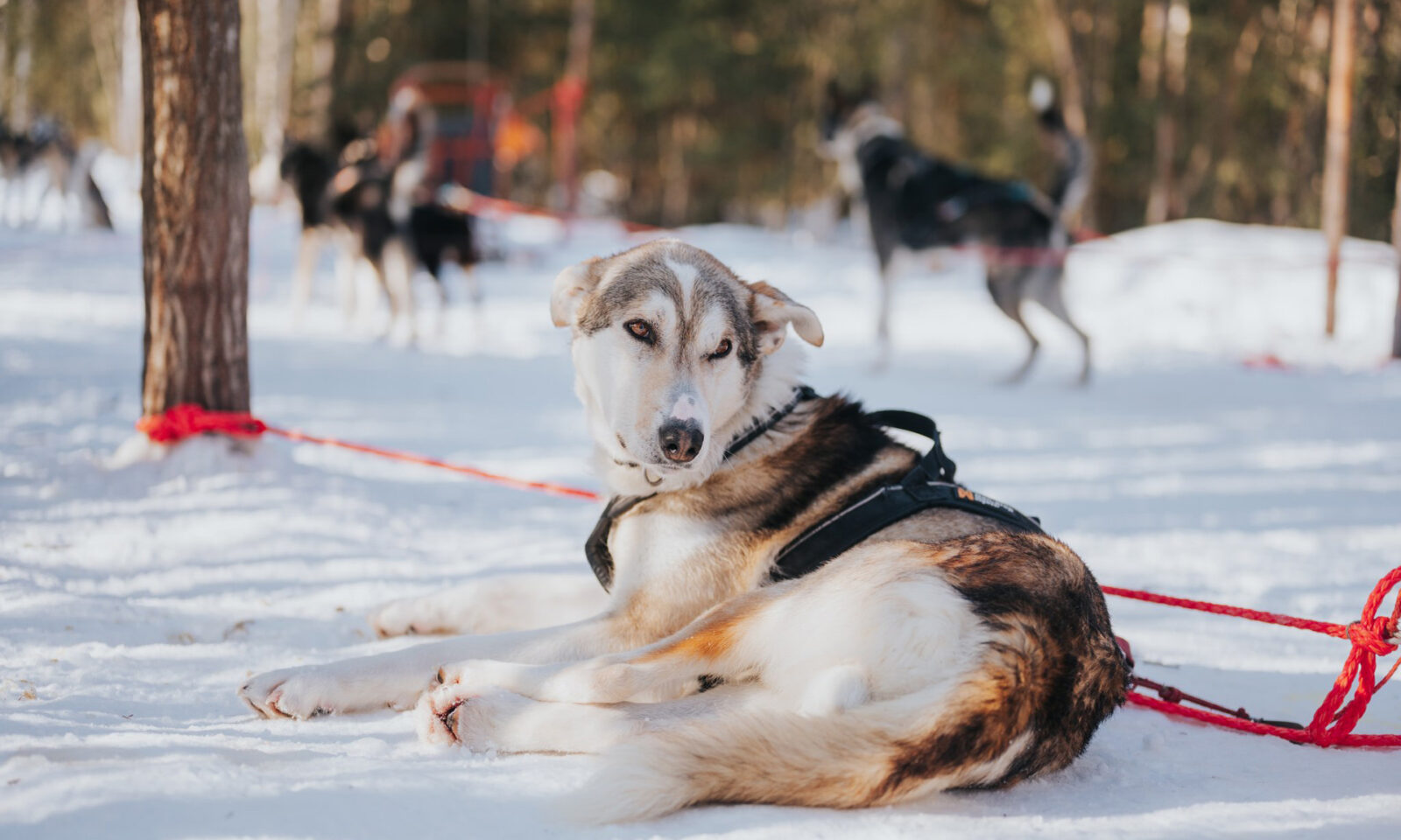 Alaskan husky resting on a winter day. | Rovaniemi, Finland.