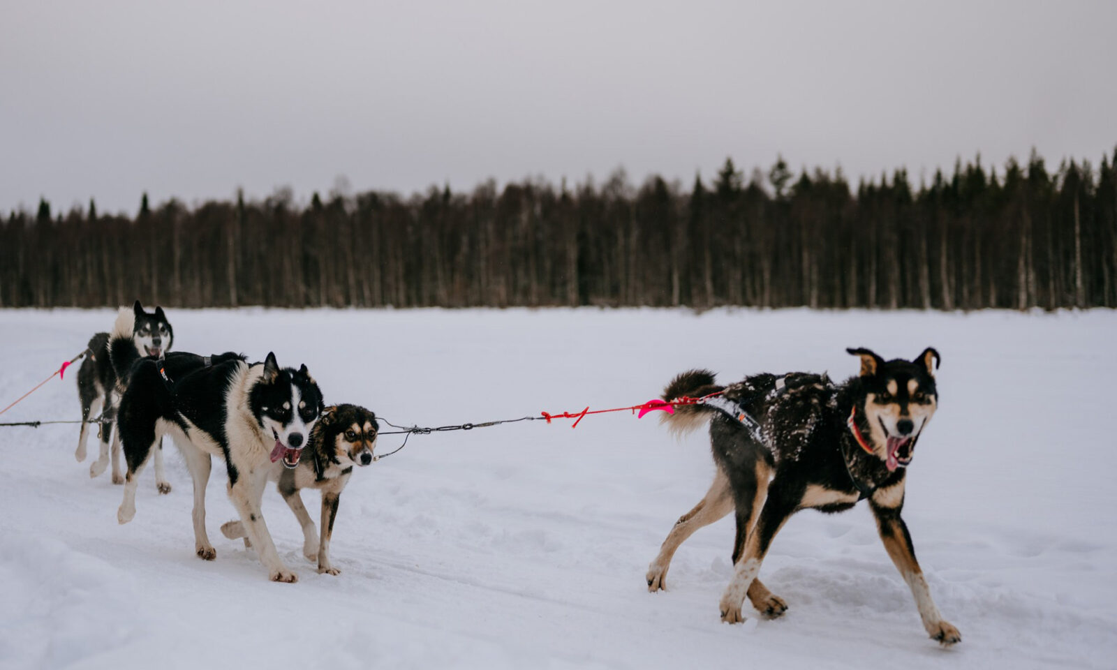 Husky sledding in winter. | Rovaniemi, Finland.