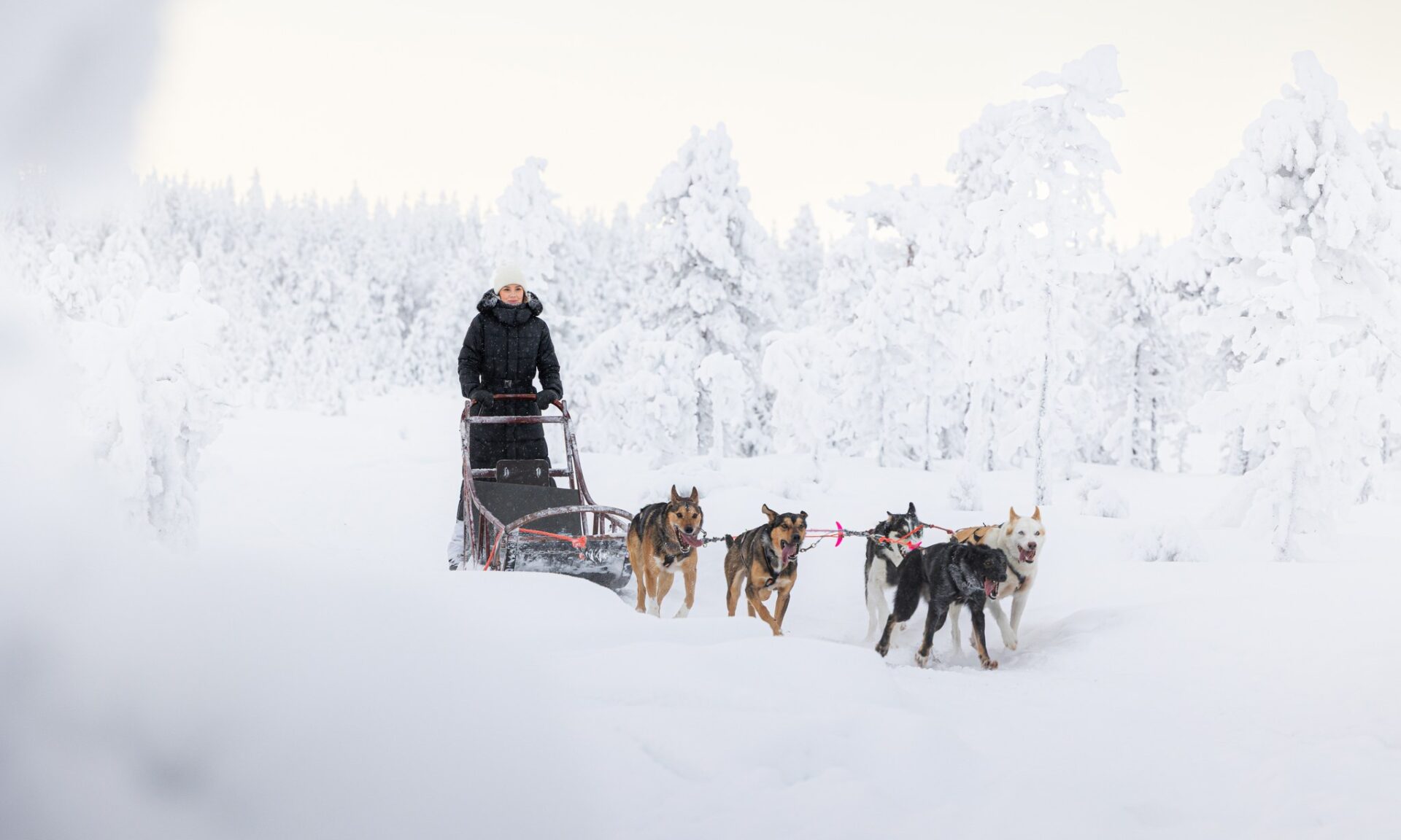 Husky dog sledding in Rovaniemi, Lapland.